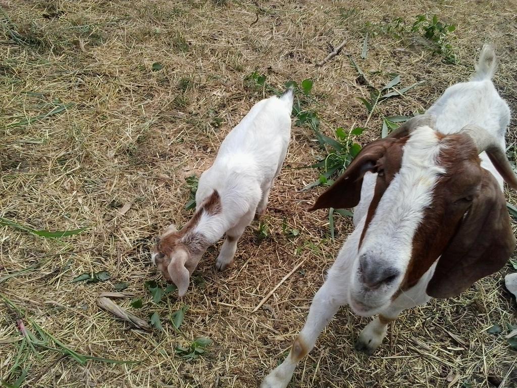 Apartment Agroturizam Radesic Buje Luaran gambar